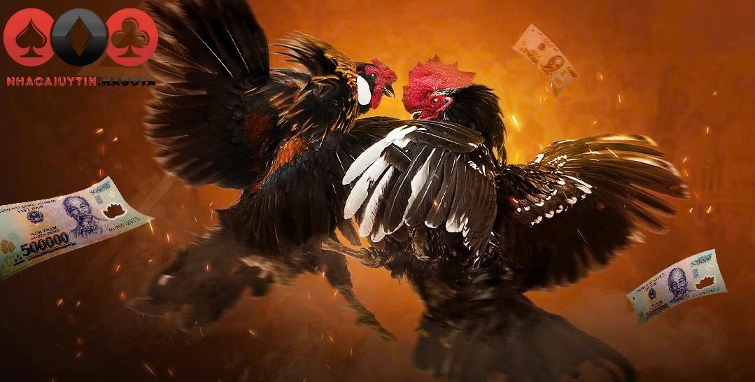 Cách chơi đá gà luôn thắng hiệu quả nhất cho người mới