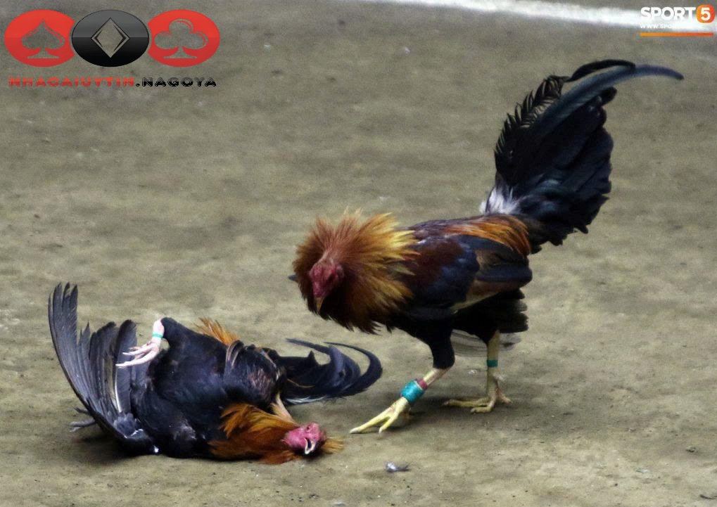 Theo dõi diễn biến trận đấu và phân tích thế trận hiệu quả